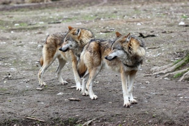 Zwei Wölfe im Tierpark